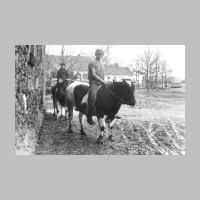 022-0227 Gut Gross Koewe im Jahre 1939. Die Jungbullen werden bewegt..jpg
